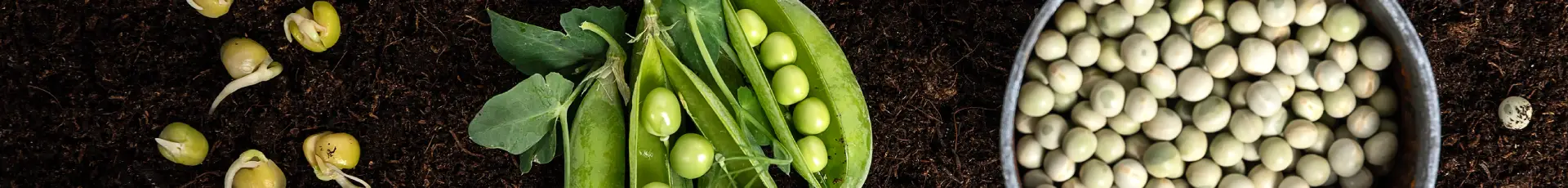 Soia, mazare, fasole